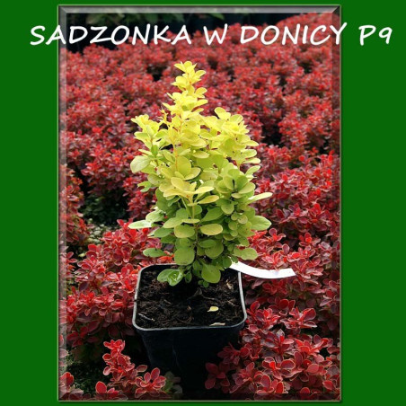 berberys żółty sklep