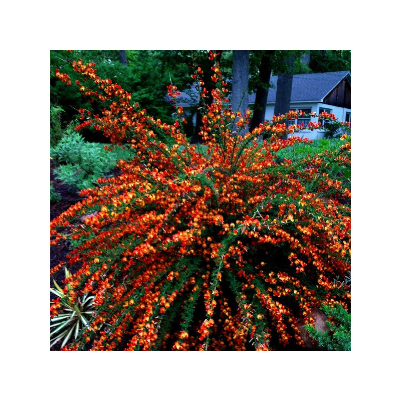 Żarnowiec miotlasty Lena