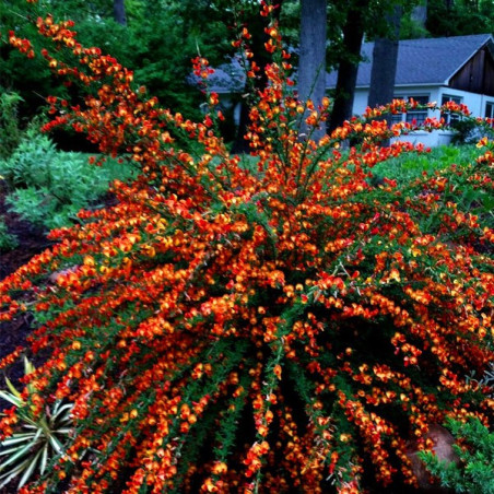 Żarnowiec miotlasty Lena