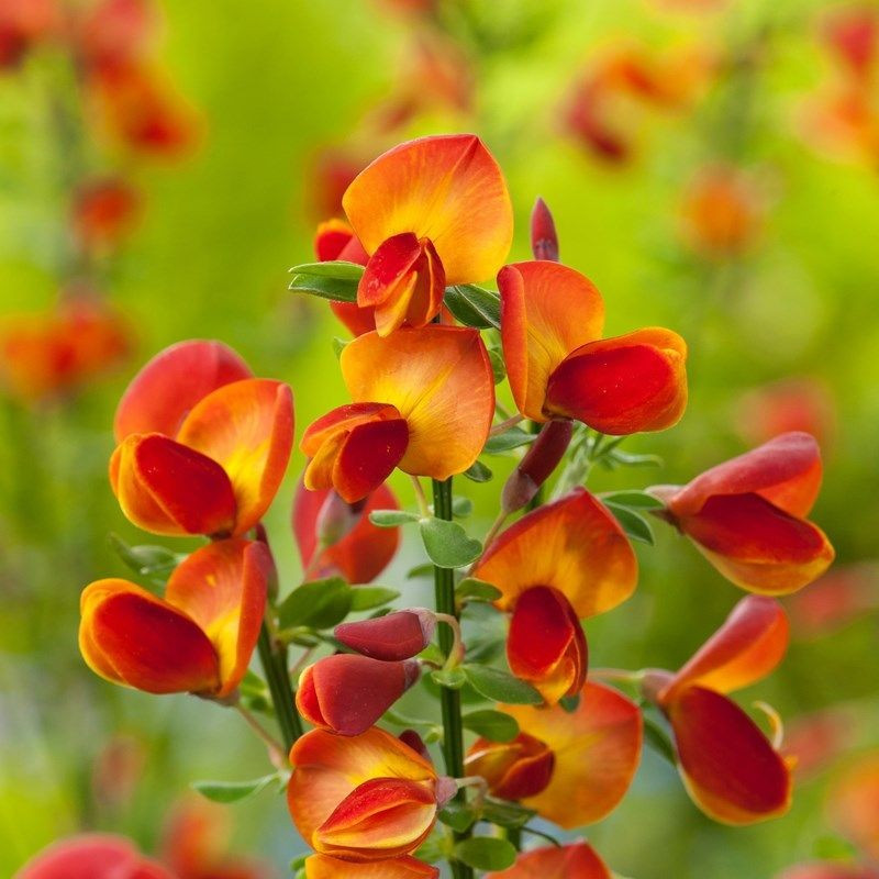 Żarnowiec miotlasty Lena