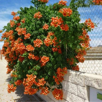 Milin Amerykański "URSYNÓW" - szybko rosnące pnącze