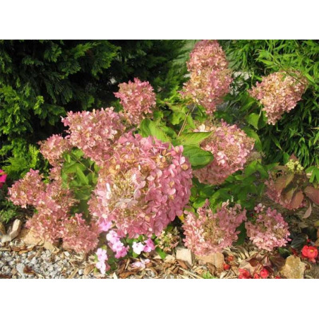 Hortensja bukietowa Phantom sklep