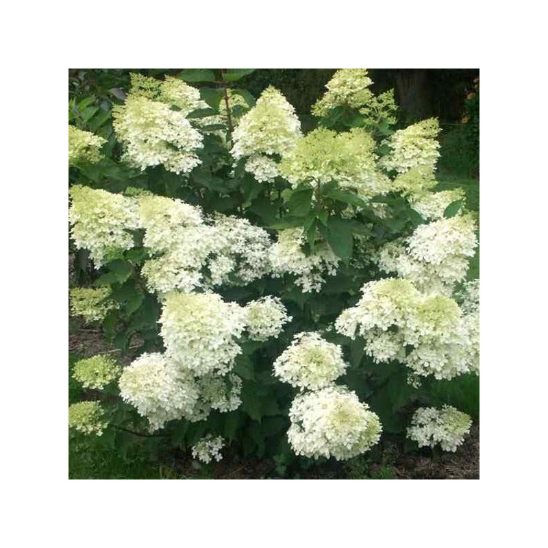 Hortensja bukietowa Phantom gdzie kupić