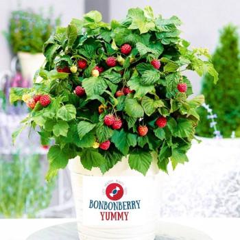 Malina "Bonbon Berry"