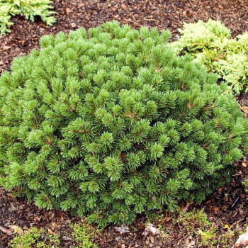 Sosna górska "Benjamin"