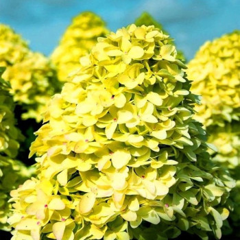 Hortensja Bukietowa 'MAGICAL CANDLE' - Sadzonka 3-letnia