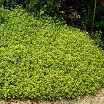 Macierzanka cytrynowa