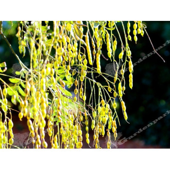 Perełkowiec Szupin  Japonica