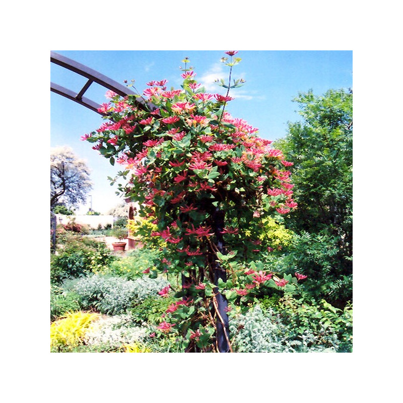 Wiciokrzew Goldflame cena