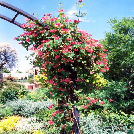 Wiciokrzew Goldflame cena