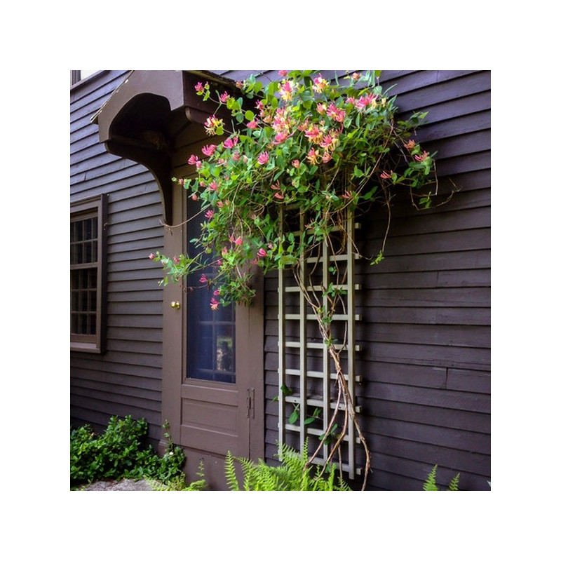 Wiciokrzew na ogrodzenie