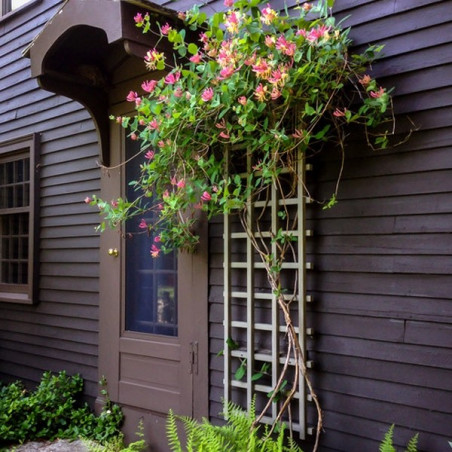 Wiciokrzew na ogrodzenie