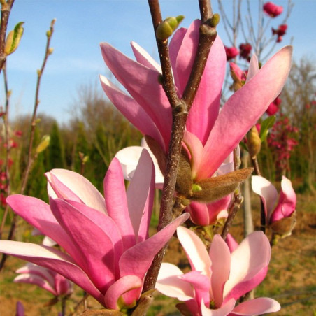 magnolia susan