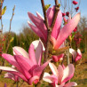 magnolia susan