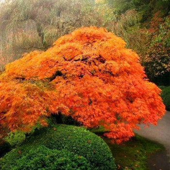 Klon palmowy "Emerald Lace"