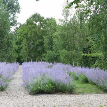 Perovskia  "Blue Spire"