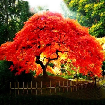 Klon palmowy purpurowy "ATROPURPUREUM" - CZERWONY