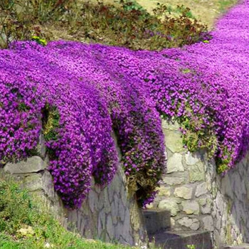 Żagwin ogrodowy Deep Purple Shades