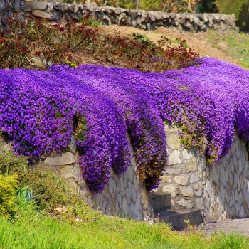 Żagwin ogrodowy Deep Blue Shades