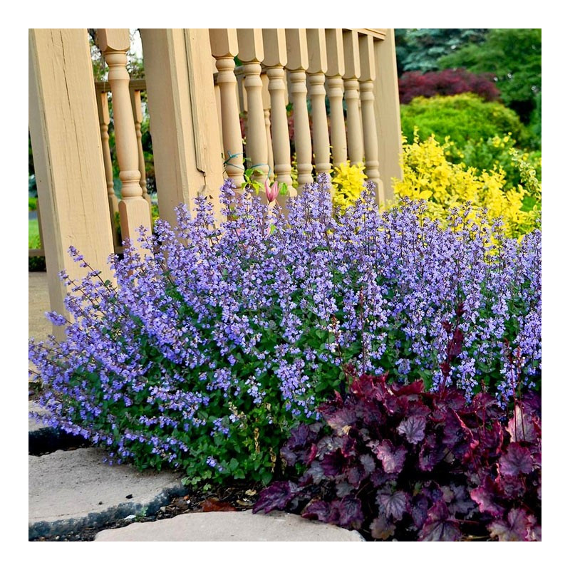 Kocimiętka gdzie kupić