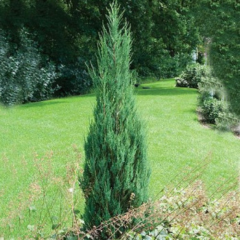 Jałowiec "Skyrocket"