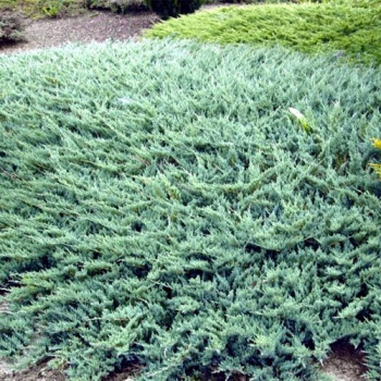 Jałowiec płożący "Jade River"