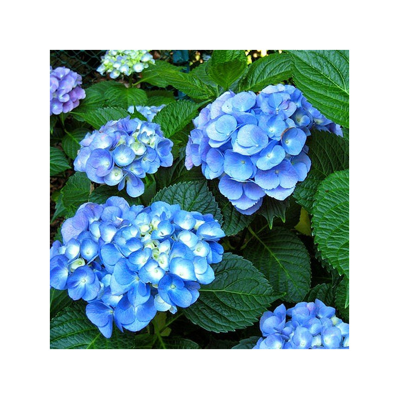 Hortensja ogrodowa Nikko Blue