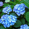 Hortensja ogrodowa Nikko Blue