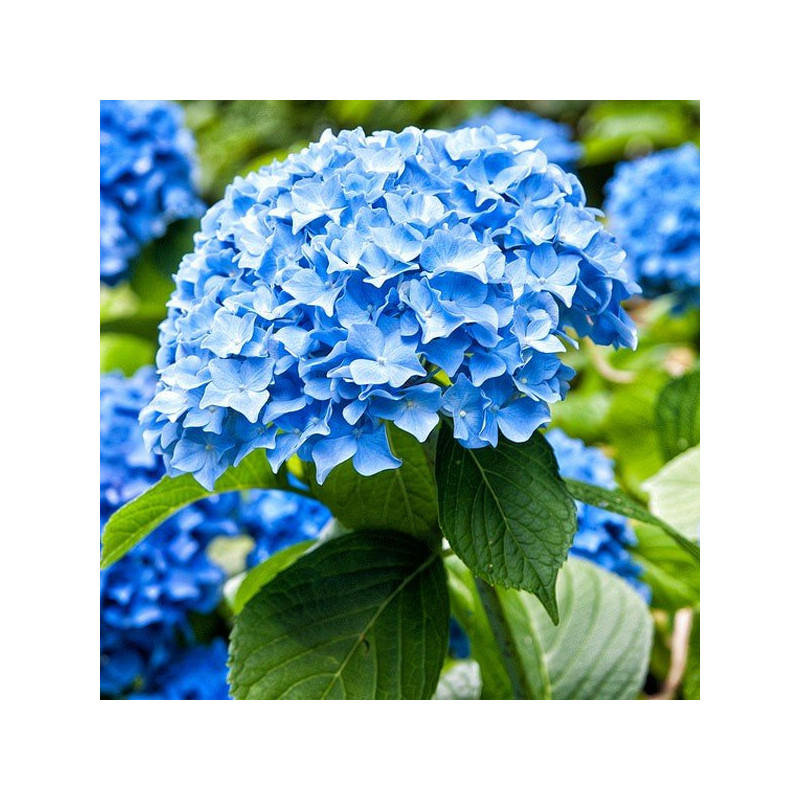 Hortensja ogrodowa niebieska