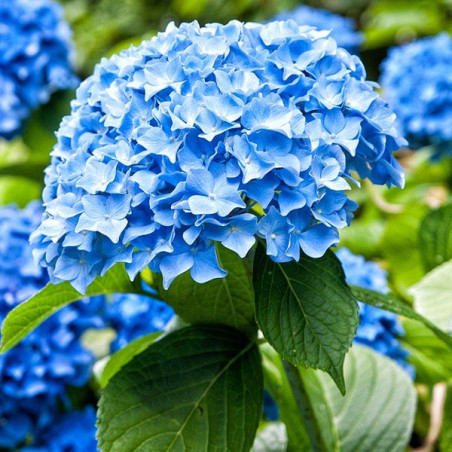 Hortensja ogrodowa niebieska