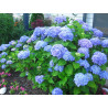 Hortensja ogrodowa Nikko Blue
