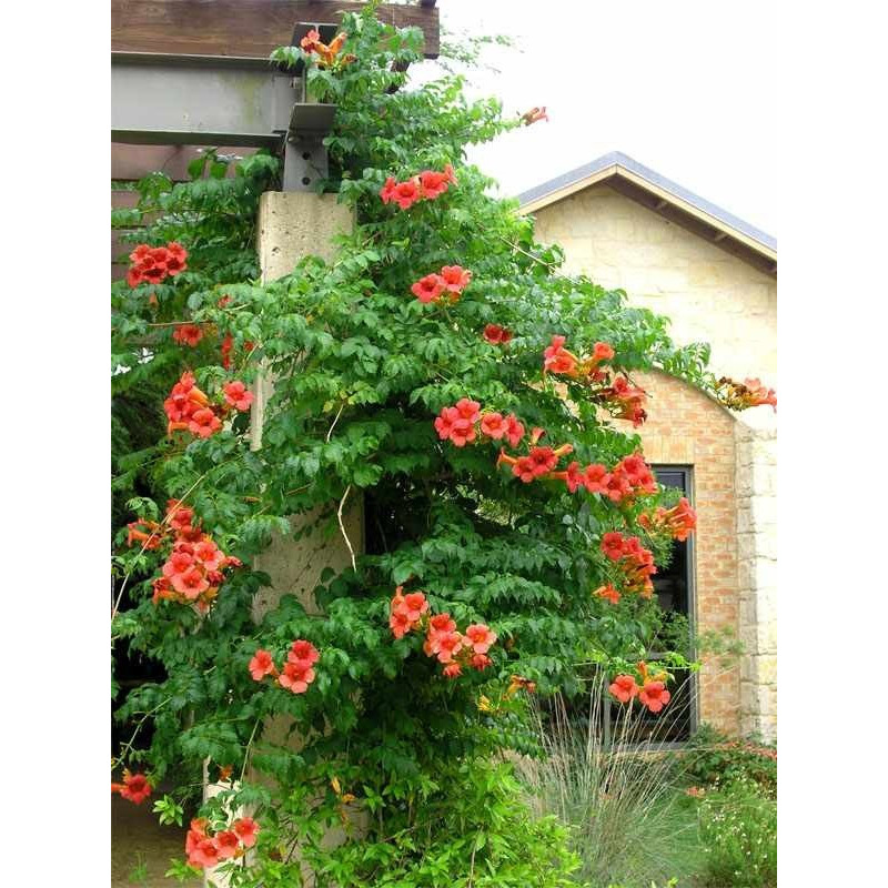 Milin amerykański czerwony