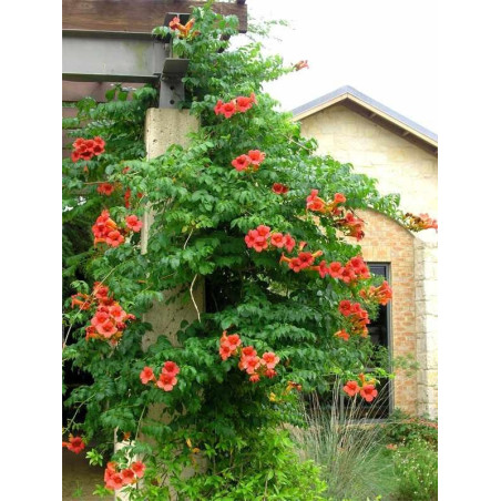 Milin amerykański czerwony