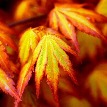 Klon palmowy "Orange Dream"