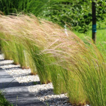 Ostnica mocna "Pony Tails"