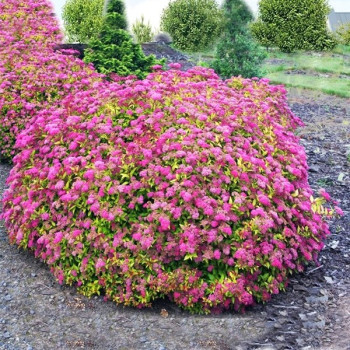 Tawuła japońska "Anthony Waterer"