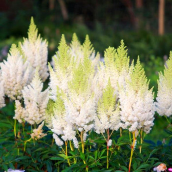 Tawułka Arendsa "Astary White"