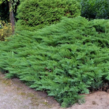 Jałowiec Sabiński "Tamariscifolia"