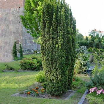 Cis pospolity "FASTIGIATA"