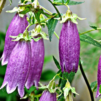 Dzwonek kropkowany "Campanula punctata"