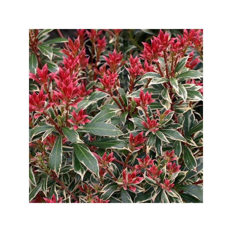 Pieris japoński cena