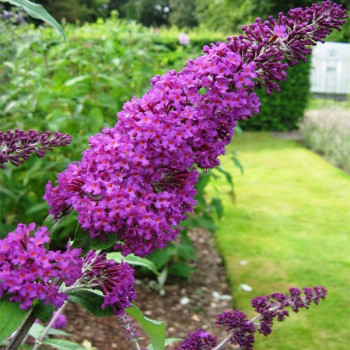 Budleja dawida "Fascinating"