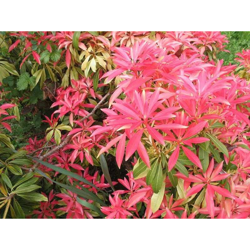 Pieris japoński cena