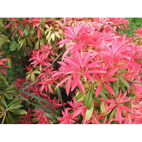 Pieris japoński cena