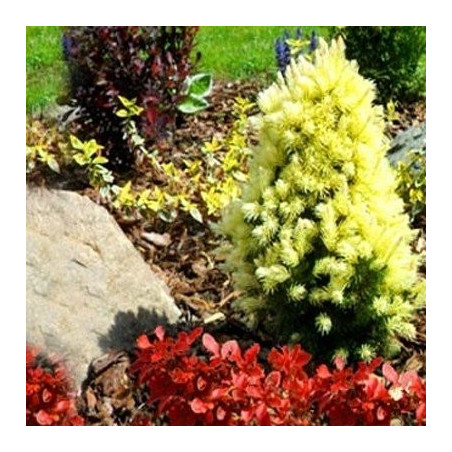 Świerk Rainbow's End sklep