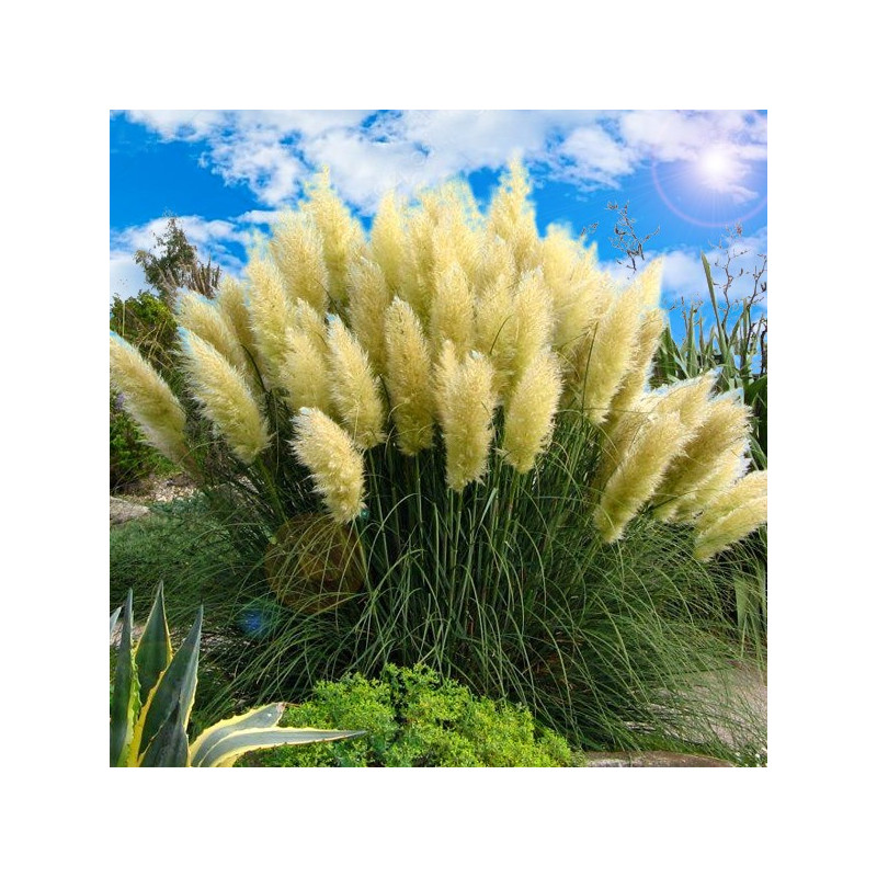 Trawa Pampasowa cena