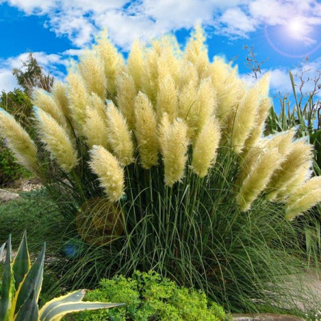 Trawa Pampasowa cena