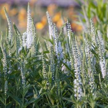 Przetacznik kłosowy "Alba" (Veronica Spicata)