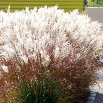 Miskant chiński "Ferner Osten"