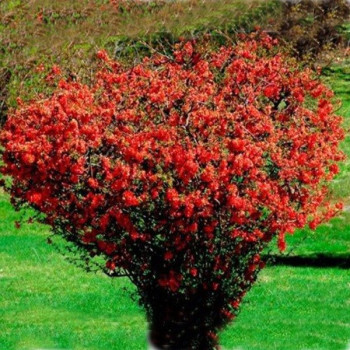 Pigwowiec "Fire Dance"